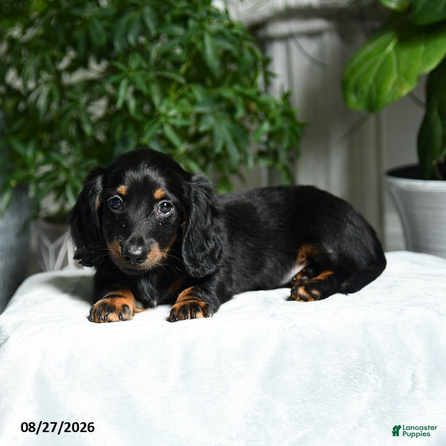 Miniature Dachshund dogs Washington - Ad 2