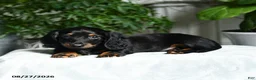 Miniature Dachshund dogs for sale: Washington - Ad 2