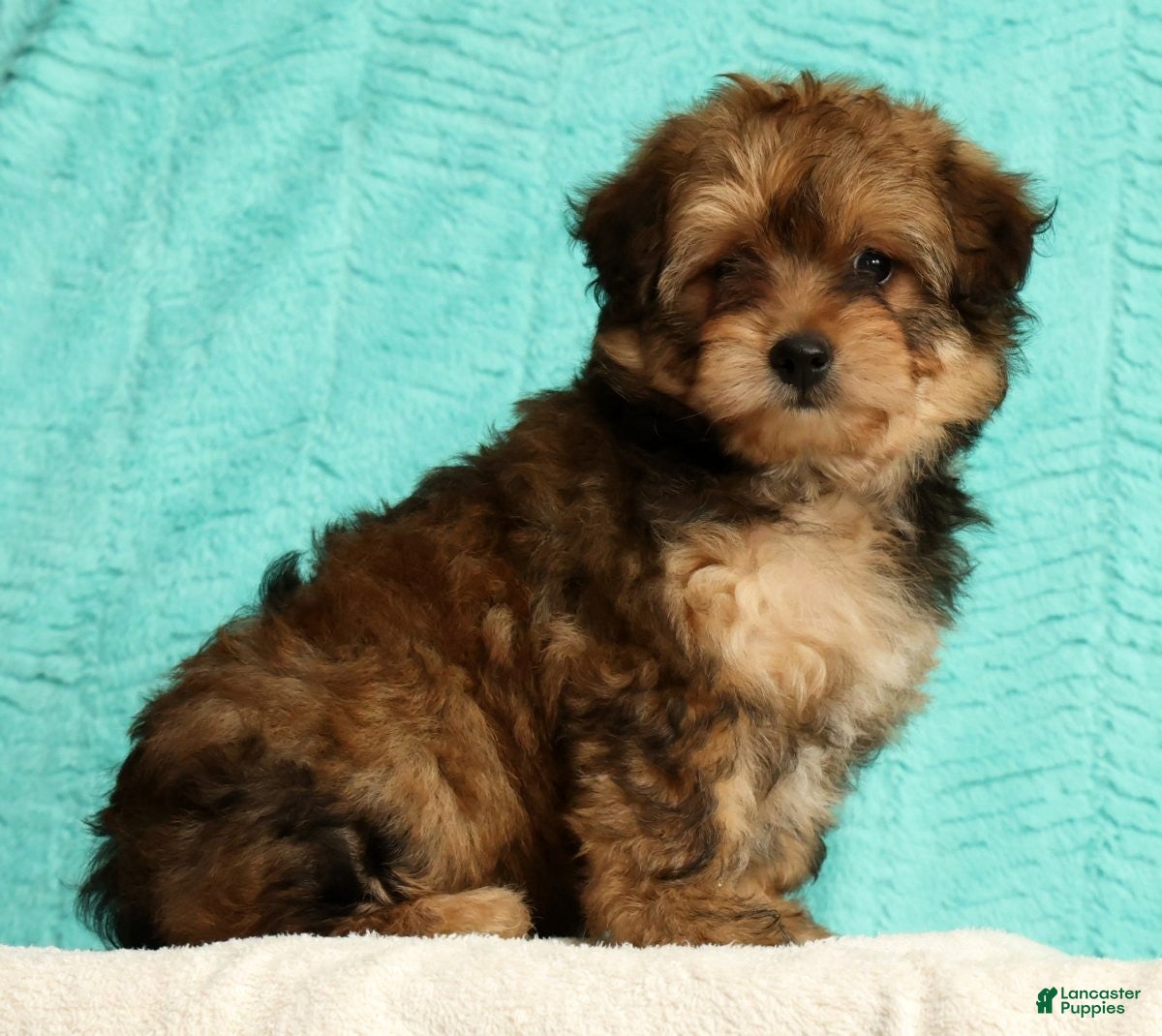 Pomapoo dogs Penny - Ad 2