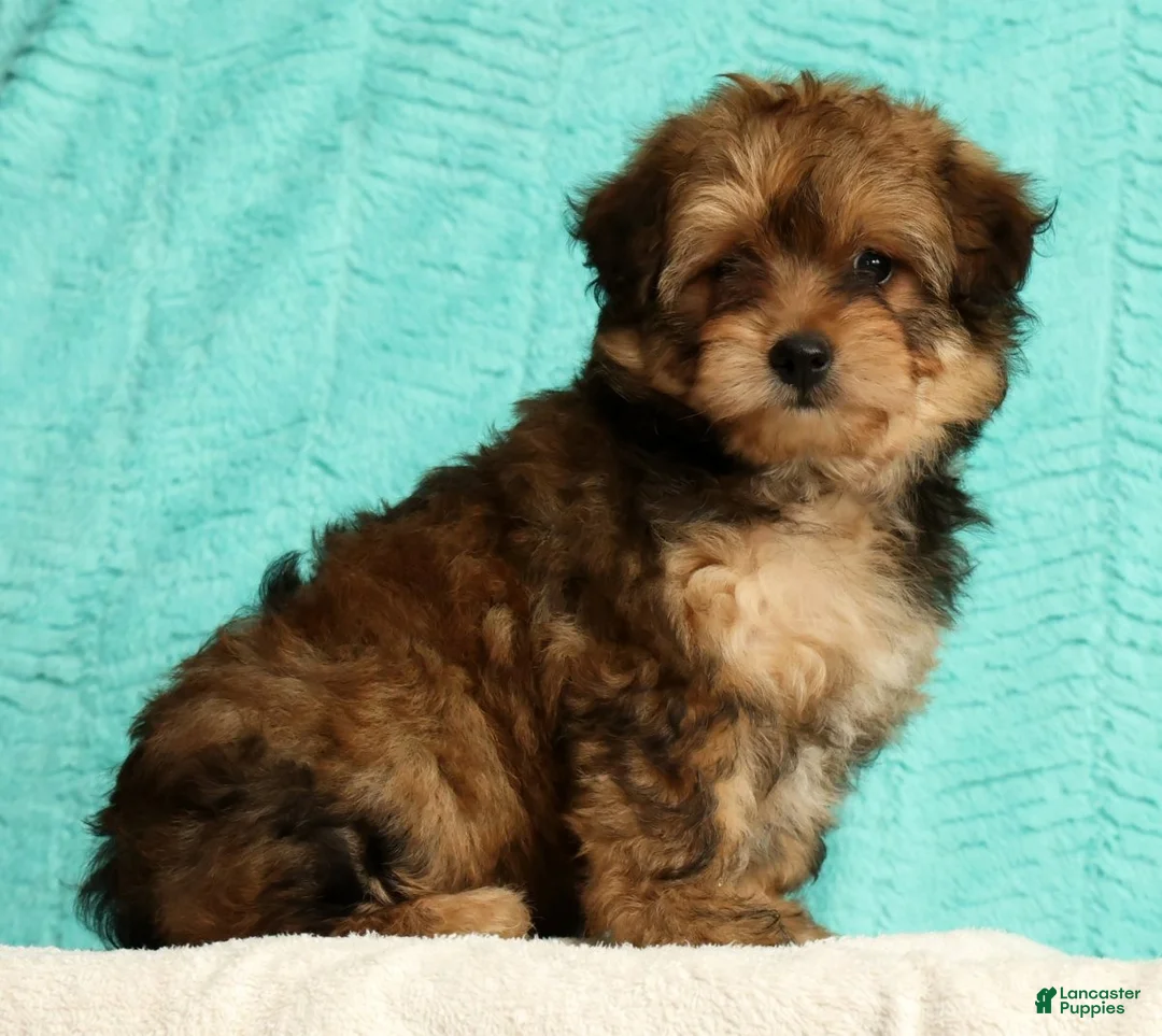 Pomapoo dogs for sale: Penny - Ad 2