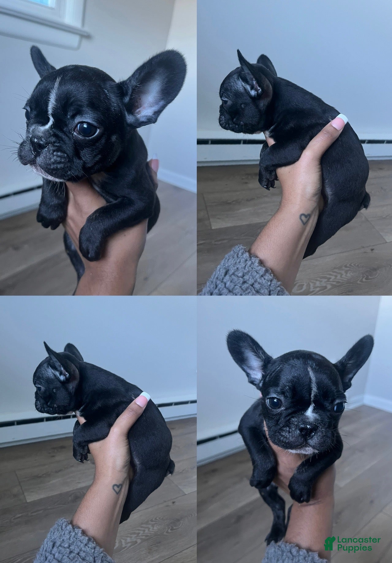 French Bulldog dogs Chico - Ad 39
