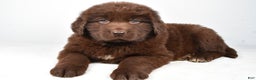 Newfoundland dogs for sale: Piper - Ad 9