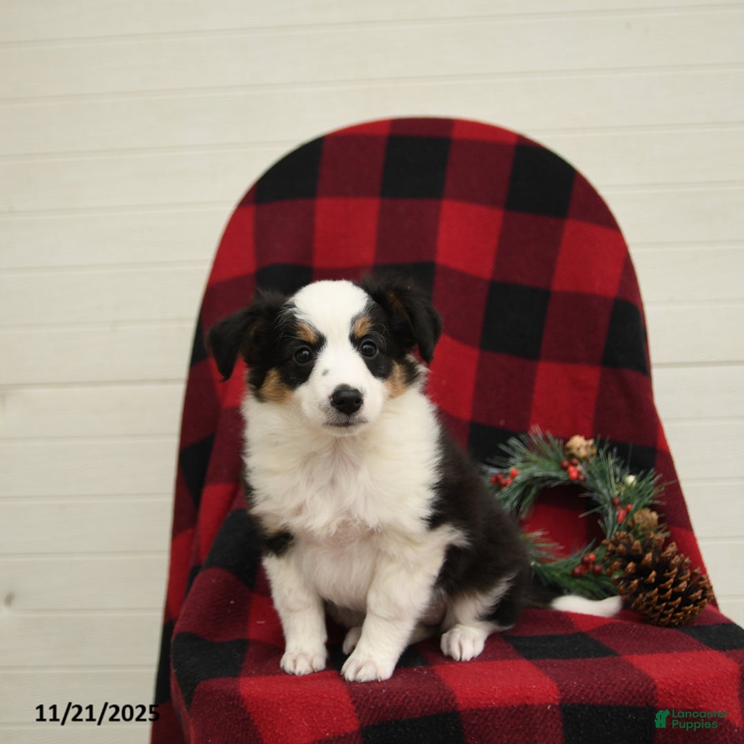 Mixed Breed dogs for sale: Patches - Ad 2