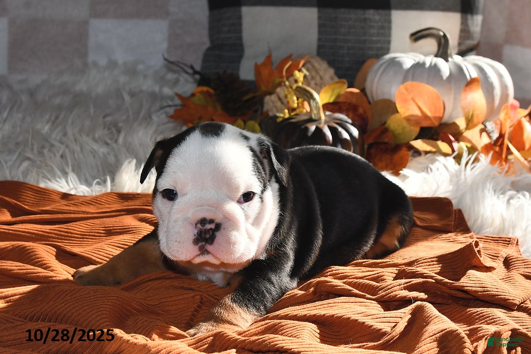 Olde English Bulldogge dogs for sale: Lena - Ad 15