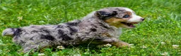 Mini Aussiedoodle dogs for sale: Gabby - Ad 5