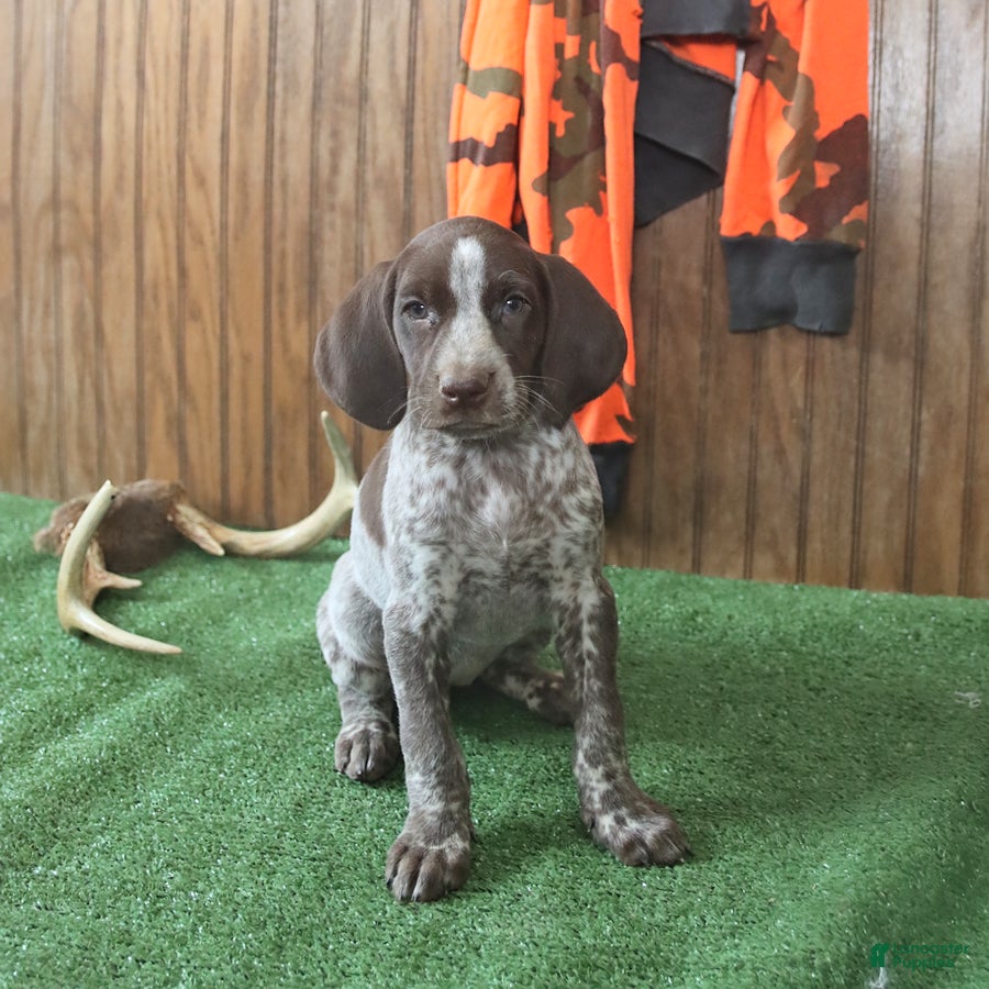 German Shorthaired Pointer dogs Tilly - Ad 1