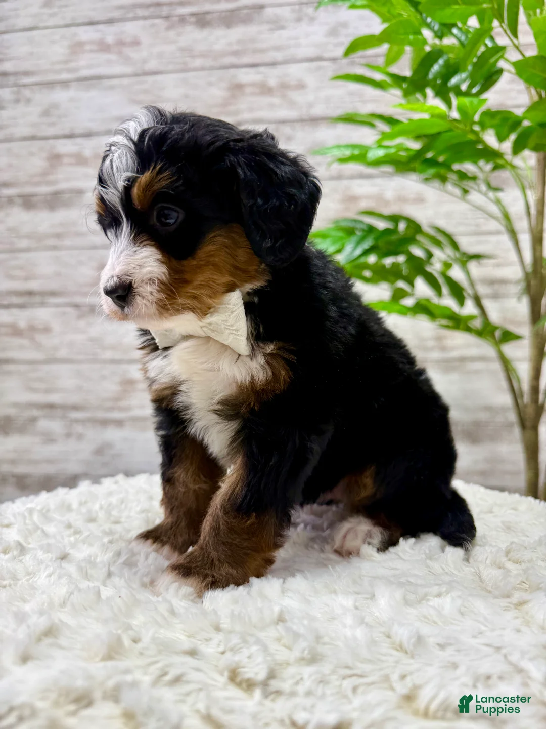 Mini Bernedoodle dogs for sale: 💖 Chloe - Ad 7