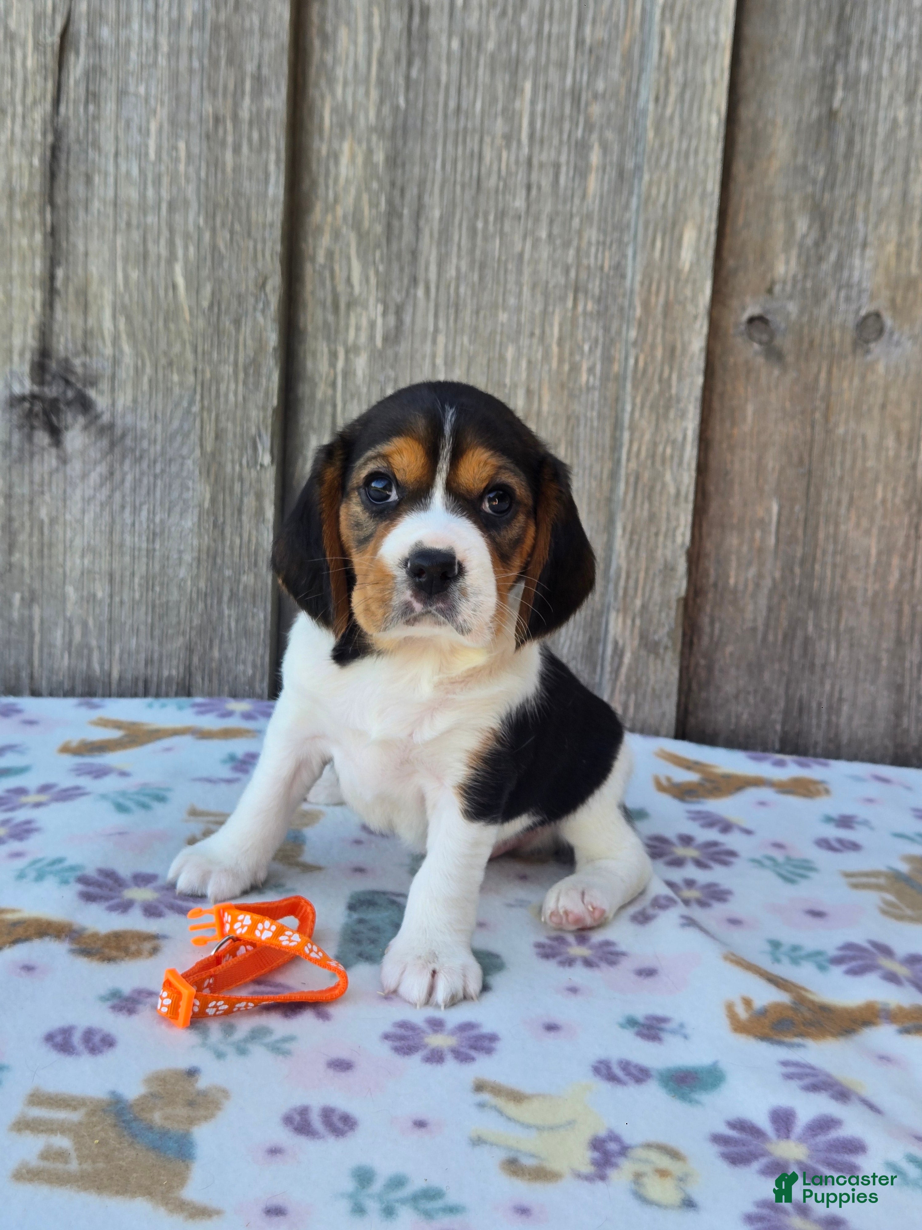 Beaglier dogs Poppy - Ad 1
