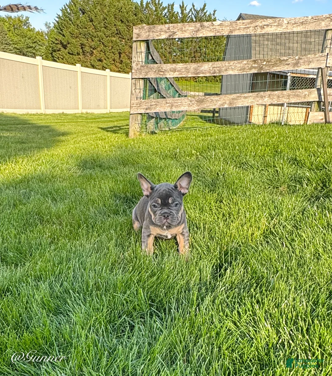 French Bulldog dogs for sale: Gunner  - Ad 1