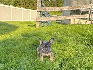 French Bulldog dogs for sale: Gunner - Ad 2