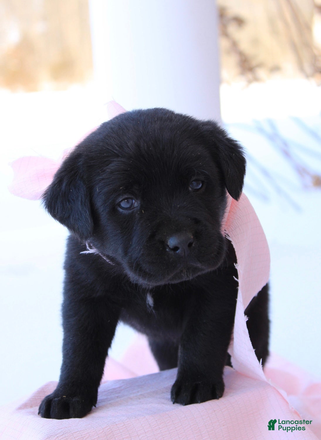 Labrador Retriever dogs Valentino - Ad 3