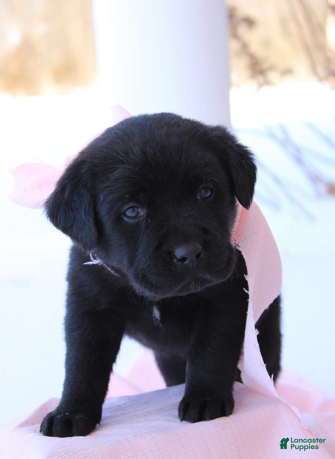 Labrador Retriever dogs for sale: Valentino - Ad 1