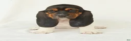 Basset Hound dogs for sale: Angel - Ad 3