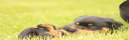 Rottweiler dogs for sale: Chanse - Ad 3
