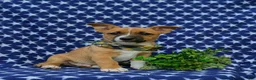 Mixed Breed dogs for sale: Derek - Ad 3