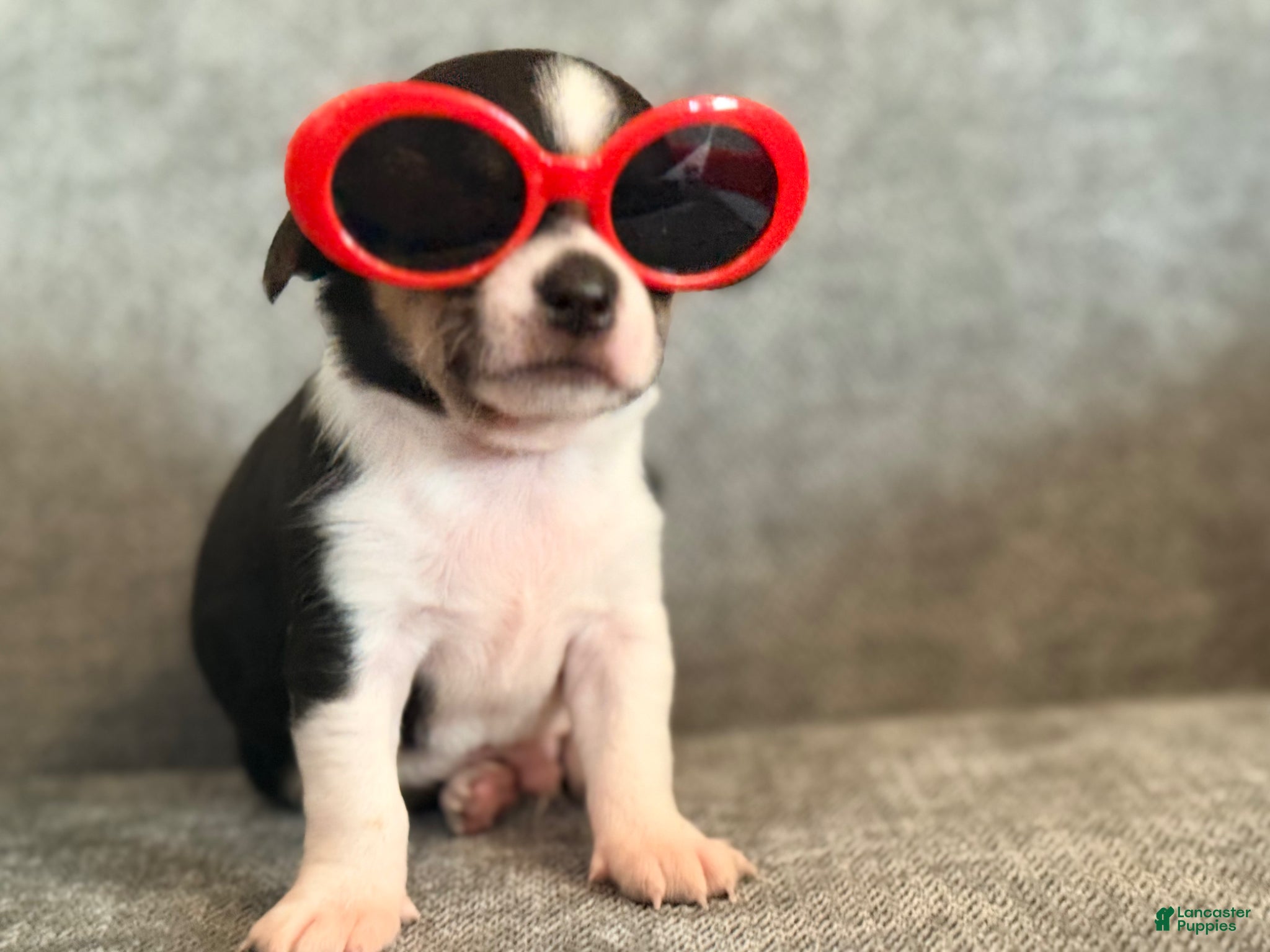 Chihuahua dogs Sinatra - Ad 14