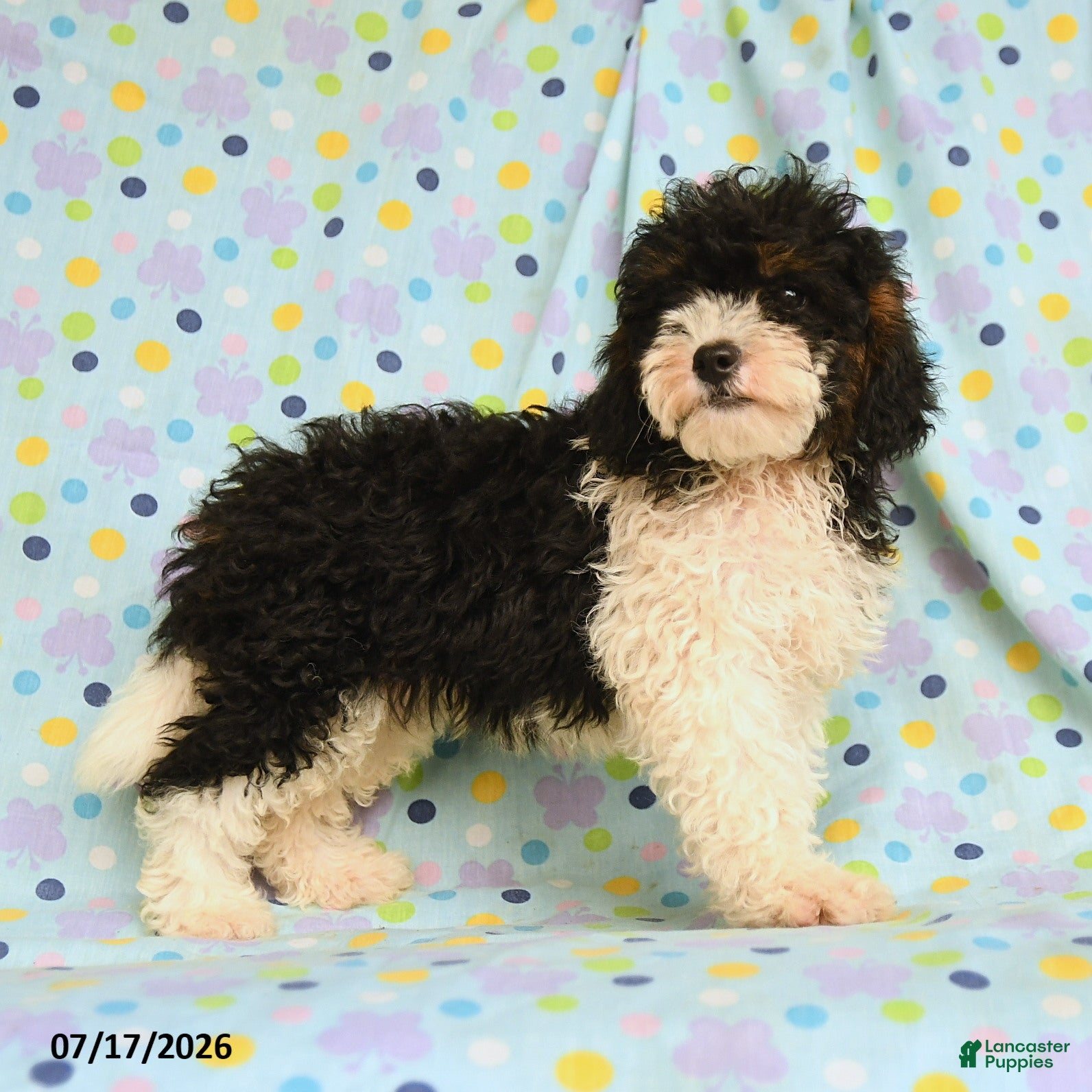 Shihpoo dogs Shawn  - Ad 1
