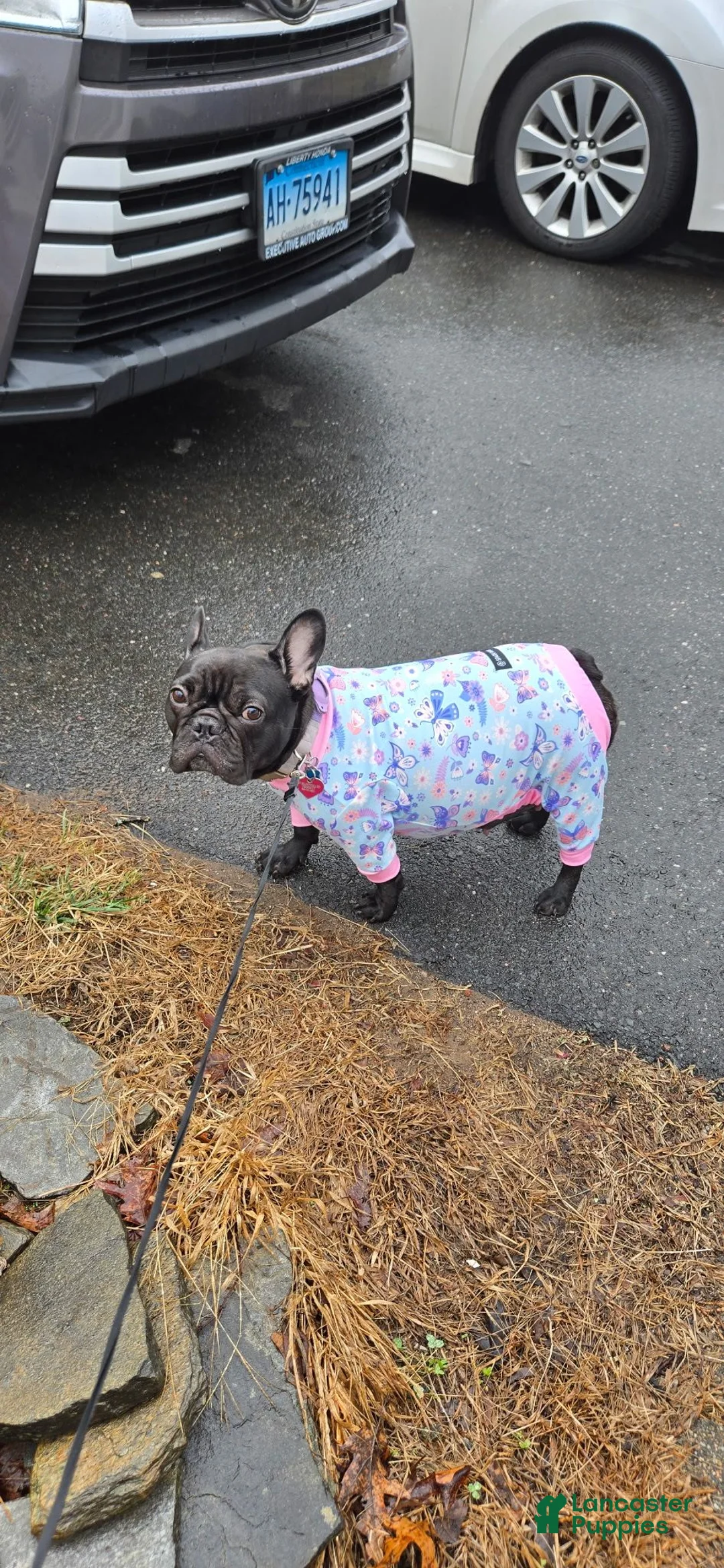 French Bulldog dogs for sale: Hippo  - Ad 2