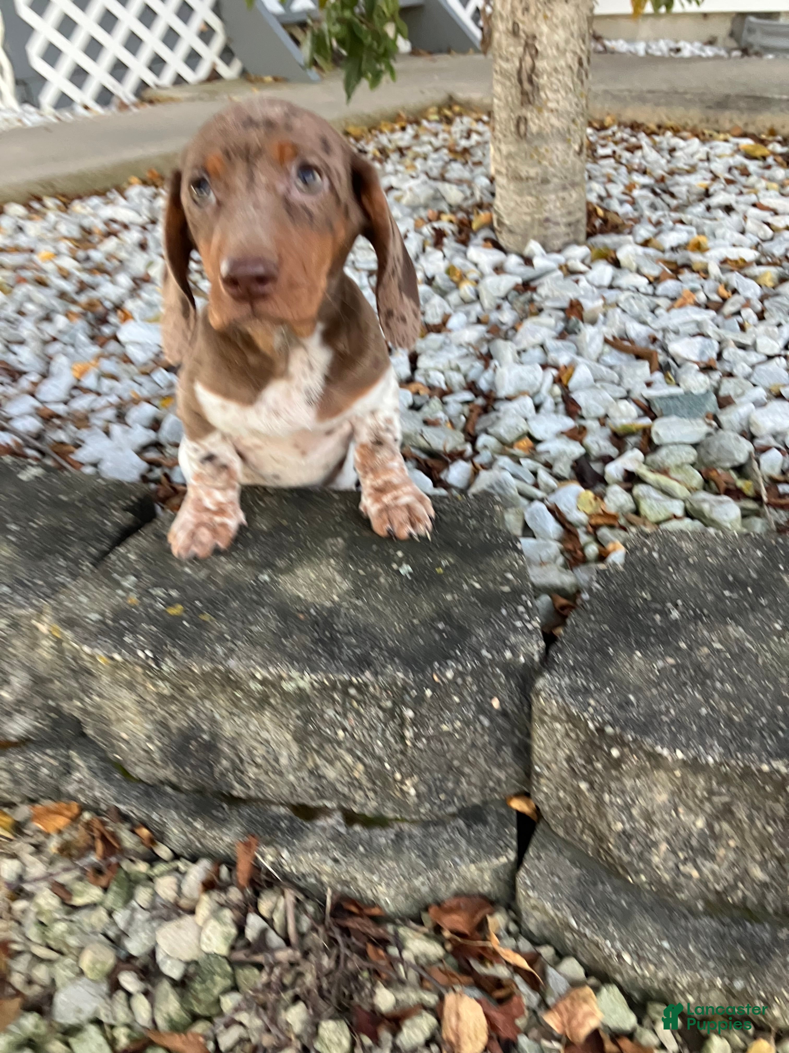 Miniature Dachshund dogs Akc Jill - Ad 6
