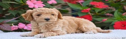 Mini Goldendoodle dogs for sale: Abby - Mini F1BB - Ad 3