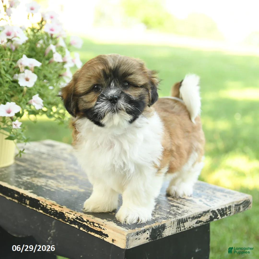 Shih Tzu dogs for sale: Sunshine - Ad 1