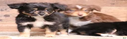 Toy Australian Shepherd dogs for sale: Dahlia smallest of the litter - Ad 4