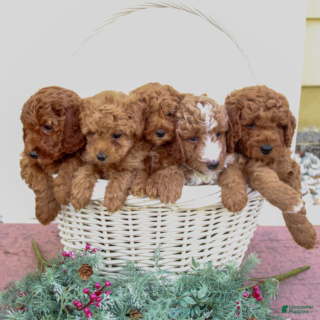 Mini Goldendoodle dogs for sale: Aiden - Ad 4