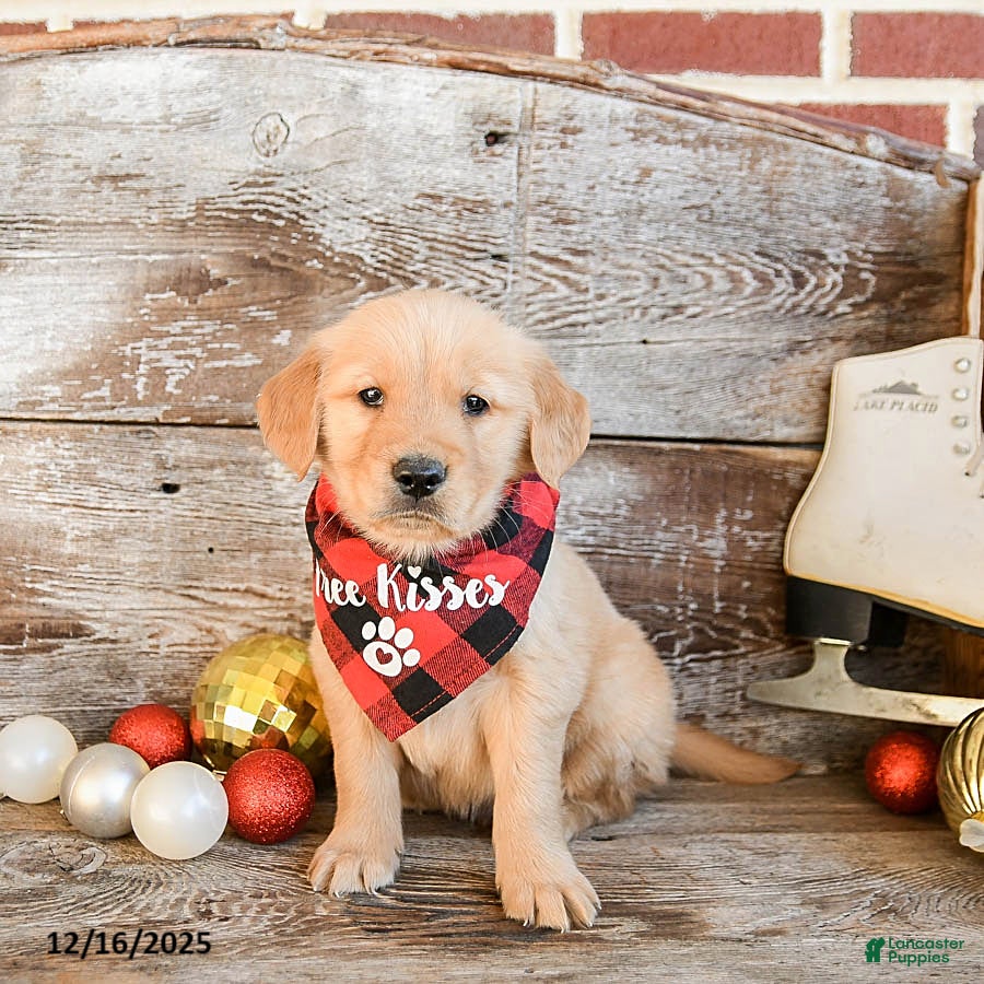 Golden Retriever dogs Rio - Ad 28