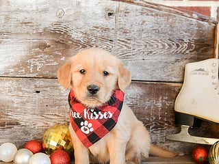 Golden Retriever dogs Rio - Ad 28