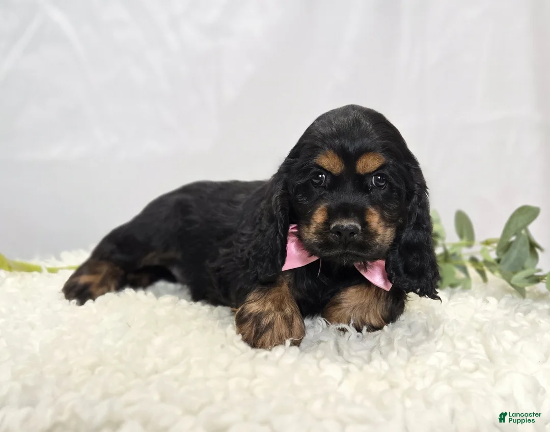 Cocker Spaniel dogs for sale: Joyce - Ad 4