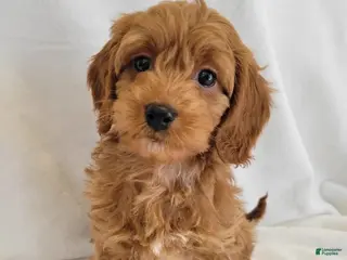 Cavapoo dogs Katie - Ad 39