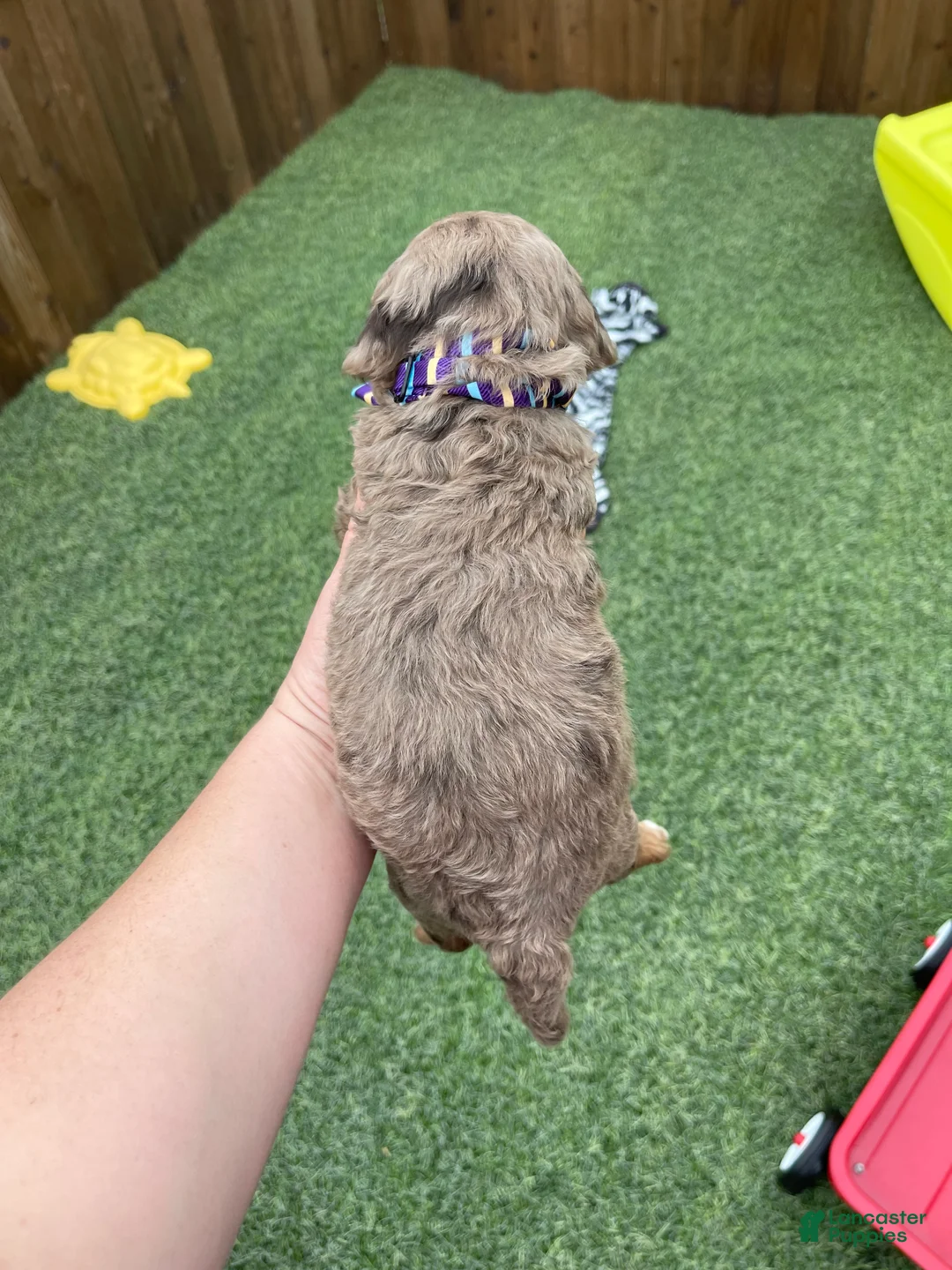 Miniature Poodle dogs for sale: Akc Clear 🧬 Chocolate Phantom Merle - Ad 19