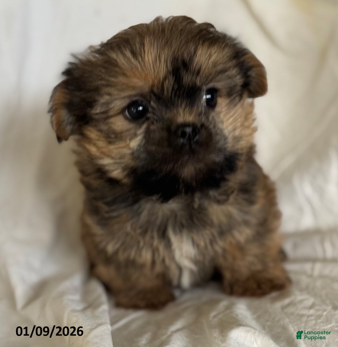 Shorkie dogs Teddy - Ad 8