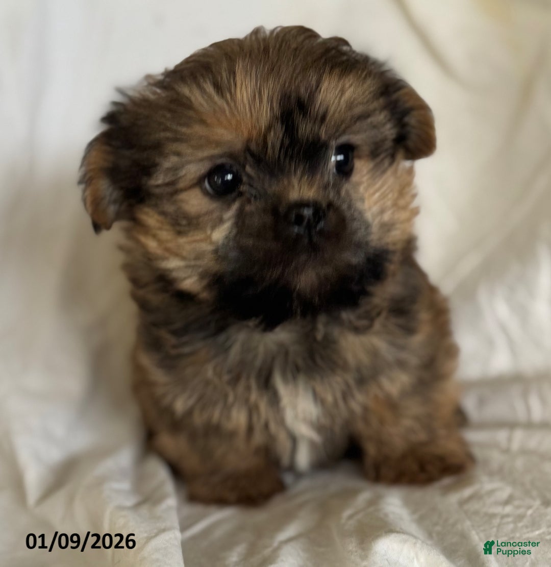 Shorkie dogs for sale: Teddy - Ad 1