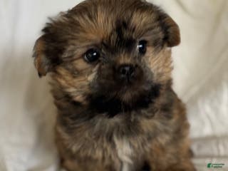 Shorkie dogs Teddy - Ad 8