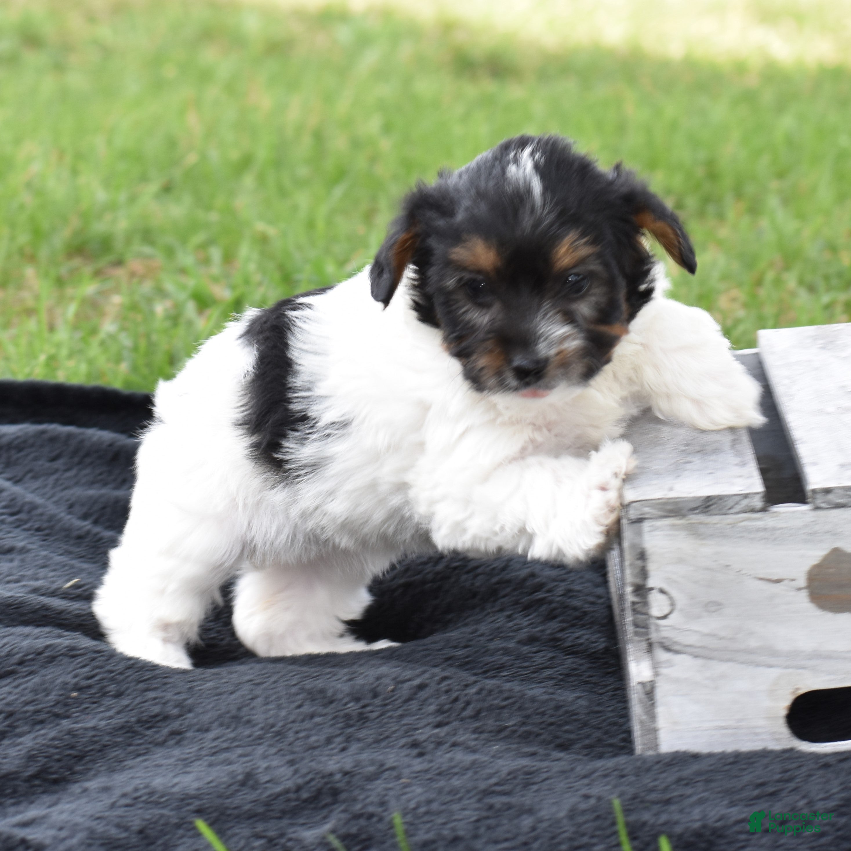 Yorkiepoo dogs Vicki - Ad 2