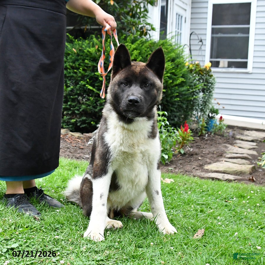 Akita dogs Twinkle Special Needs - Ad 1