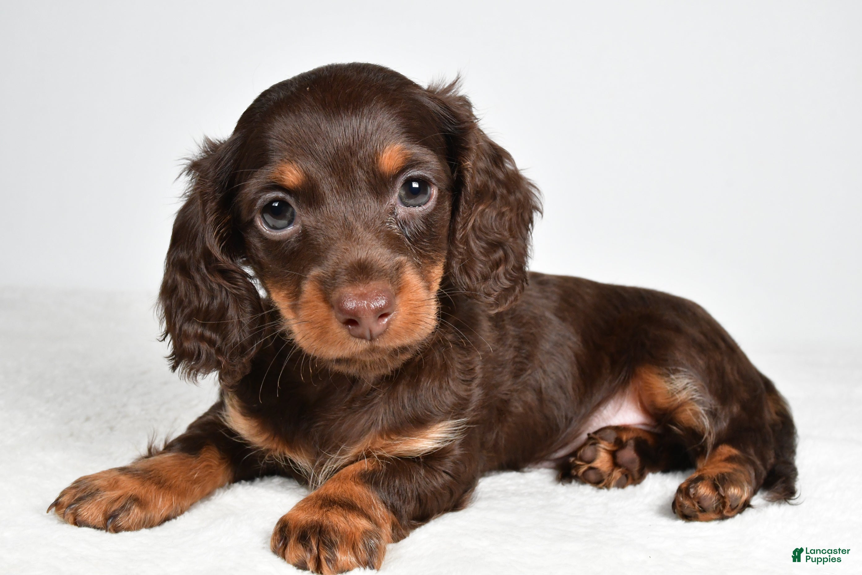Miniature Dachshund dogs Shane  - Ad 2