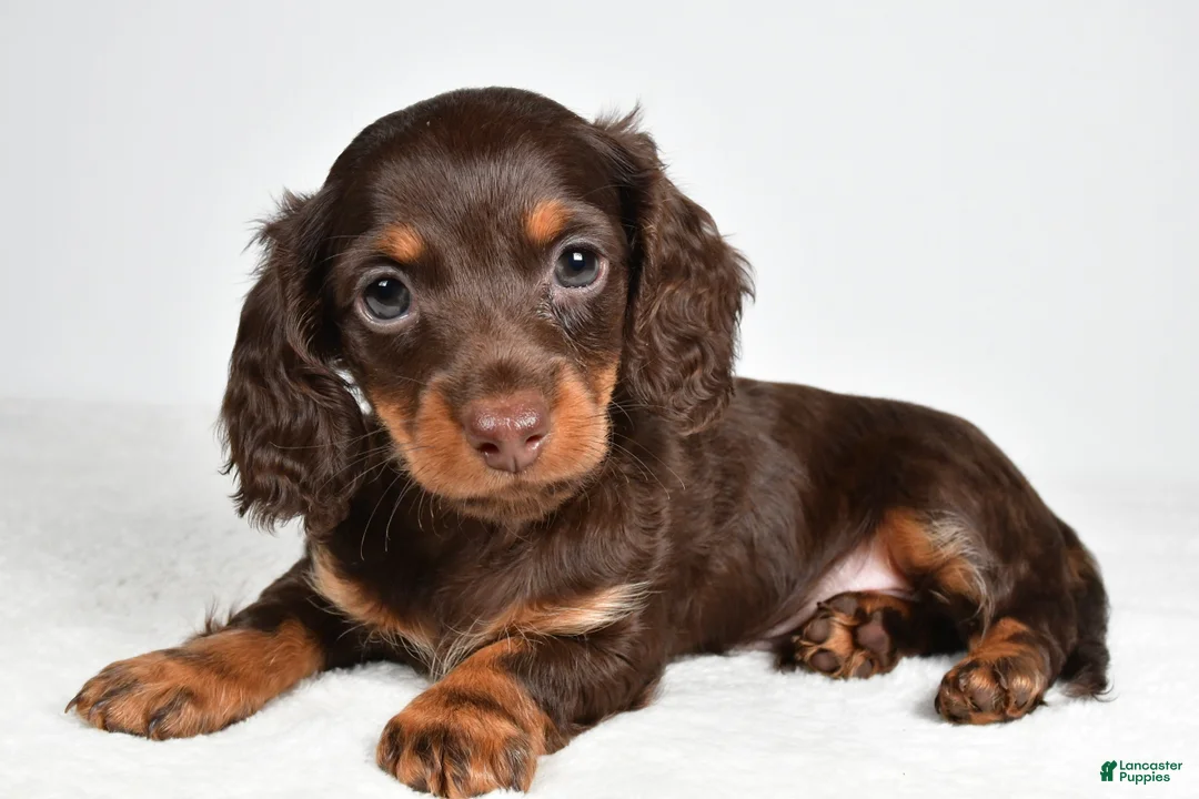 Miniature Dachshund dogs for sale: Shane  - Ad 2