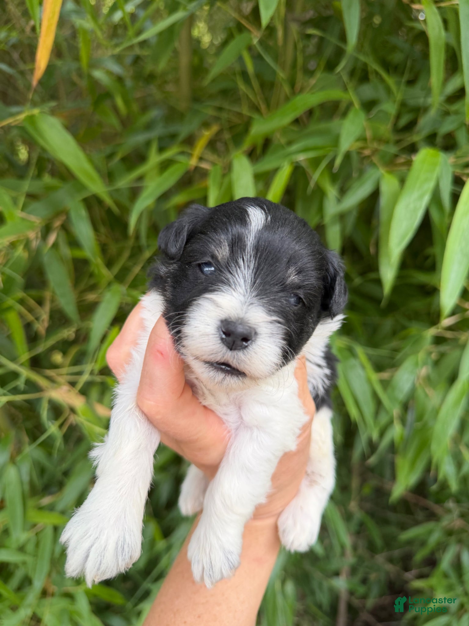 Miniature Schnauzer dogs Miniature Schnauzer Puppy 2 - Ad 40