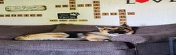 German Shepherd dogs for sale: Diesel - Ad 12