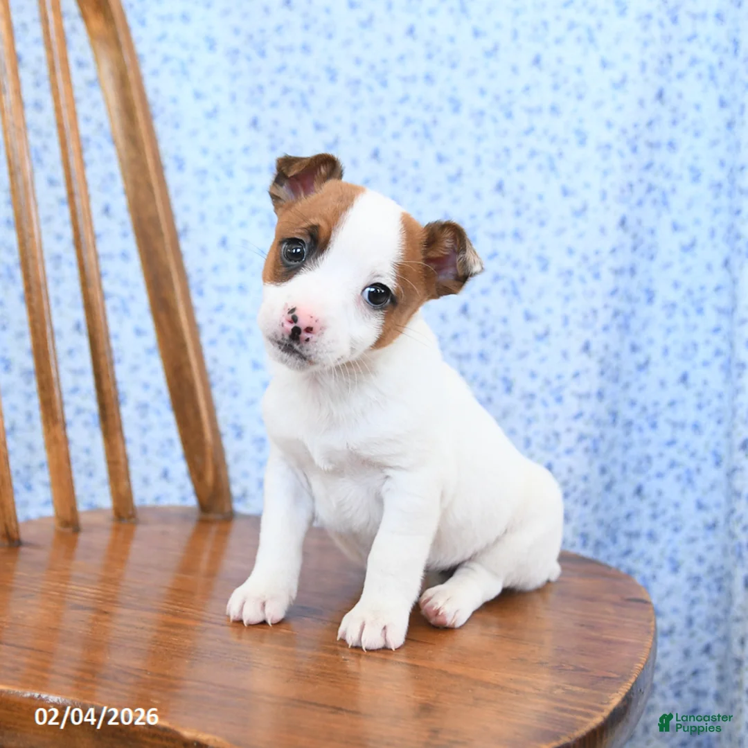 Jack Russell Terrier dogs for sale: Smores - Ad 1