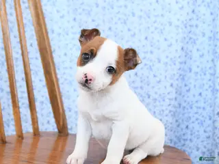 Jack Russell Terrier dogs Smores - Ad 36