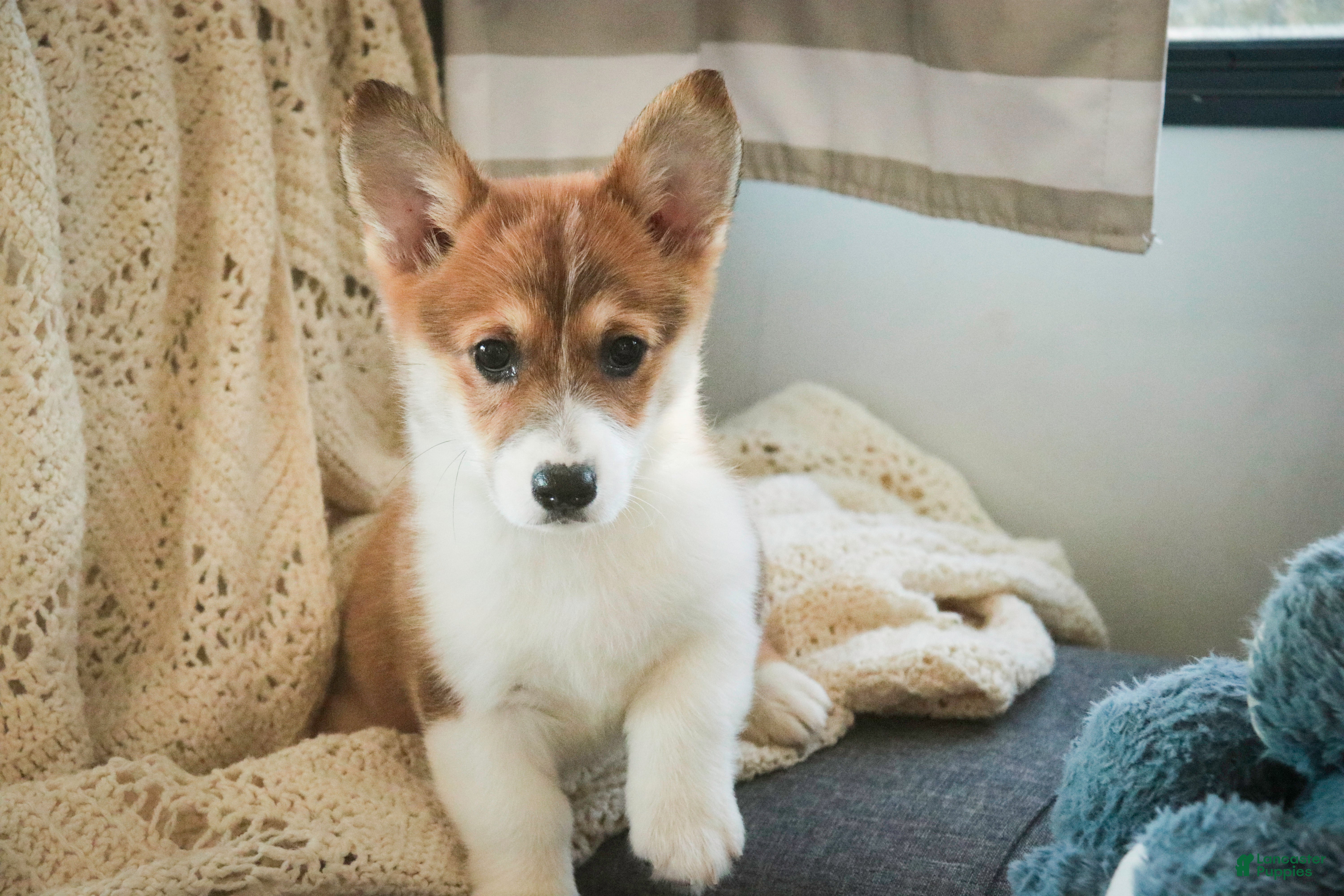 Welsh Corgi Pembroke dogs Waffle - Ad 1