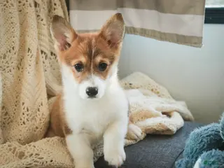 Welsh Corgi Pembroke dogs for sale: Waffle - Ad 1