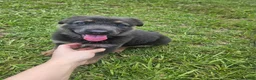 German Shepherd dogs for sale: German Shepherd 2 - Ad 1