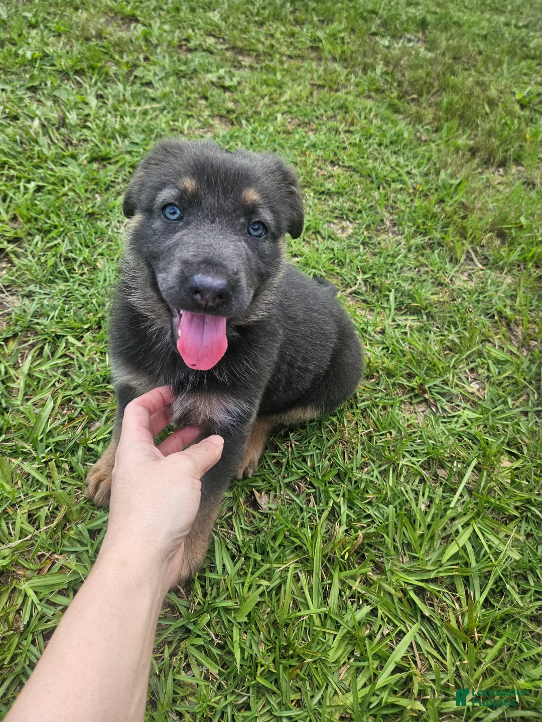 German Shepherd dogs for sale: German Shepherd 2 - Ad 1