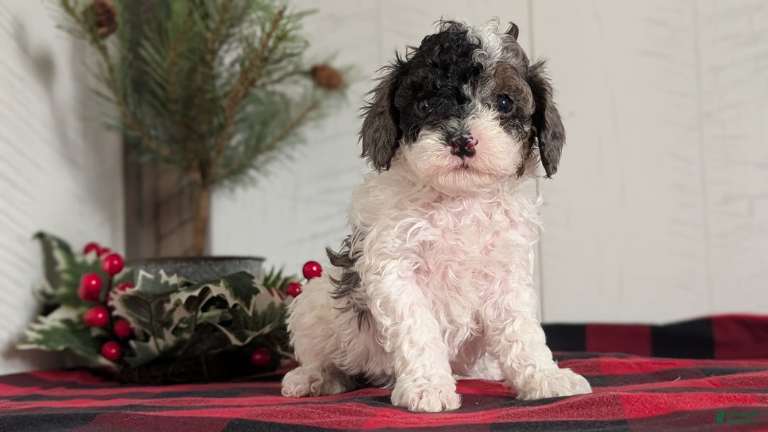 Cockapoo dogs for sale: Saint - Ad 7