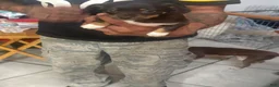 Mixed Breed dogs for sale: Mixed Breed 1 - Ad 2