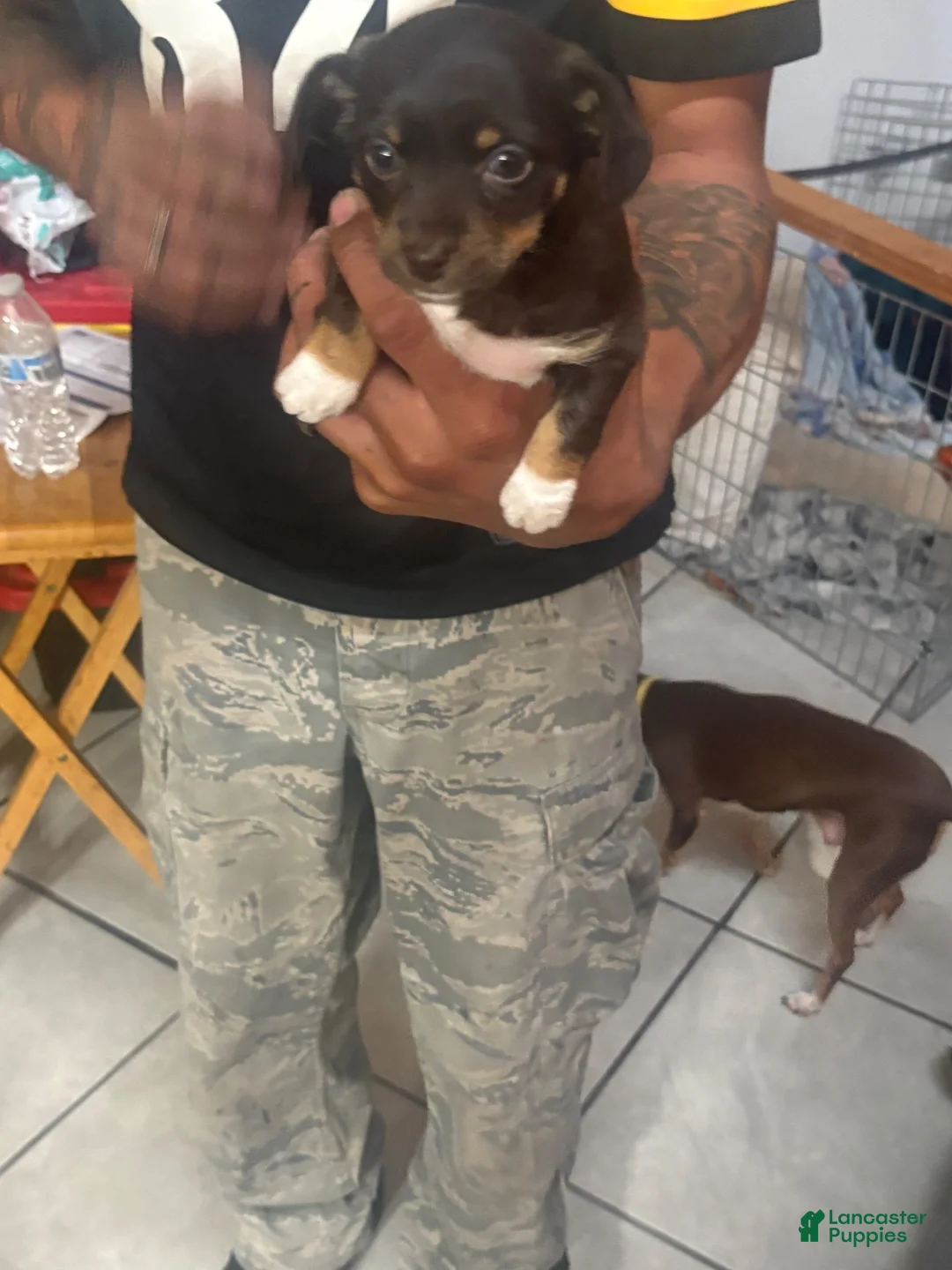 Mixed Breed dogs for sale: Mixed Breed 1 - Ad 2